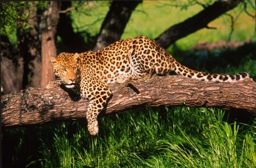 Leopard in Tree